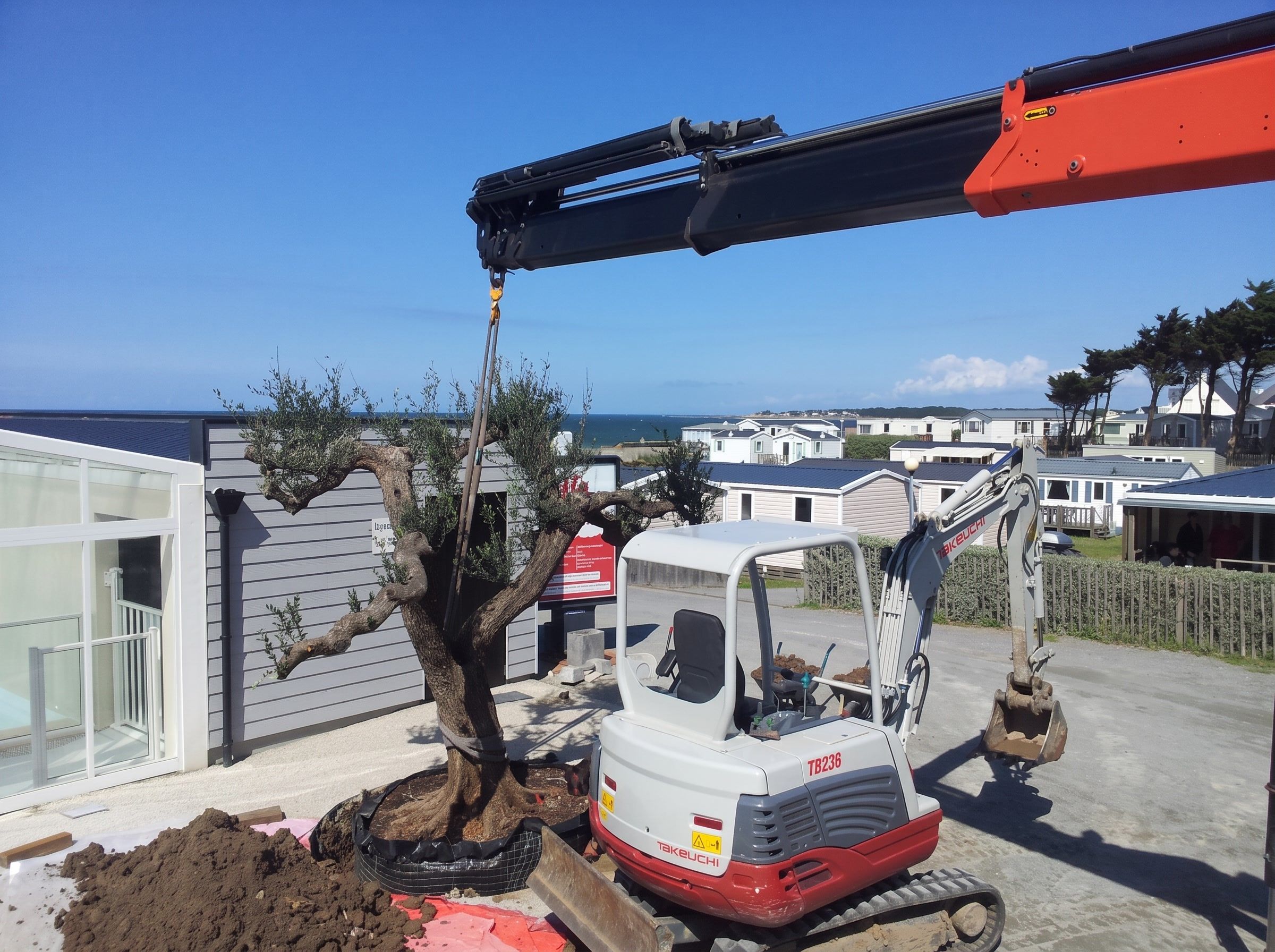 Paysagistes : arbres adultes, oliviers, blocs, chantier de levage LEVAJ