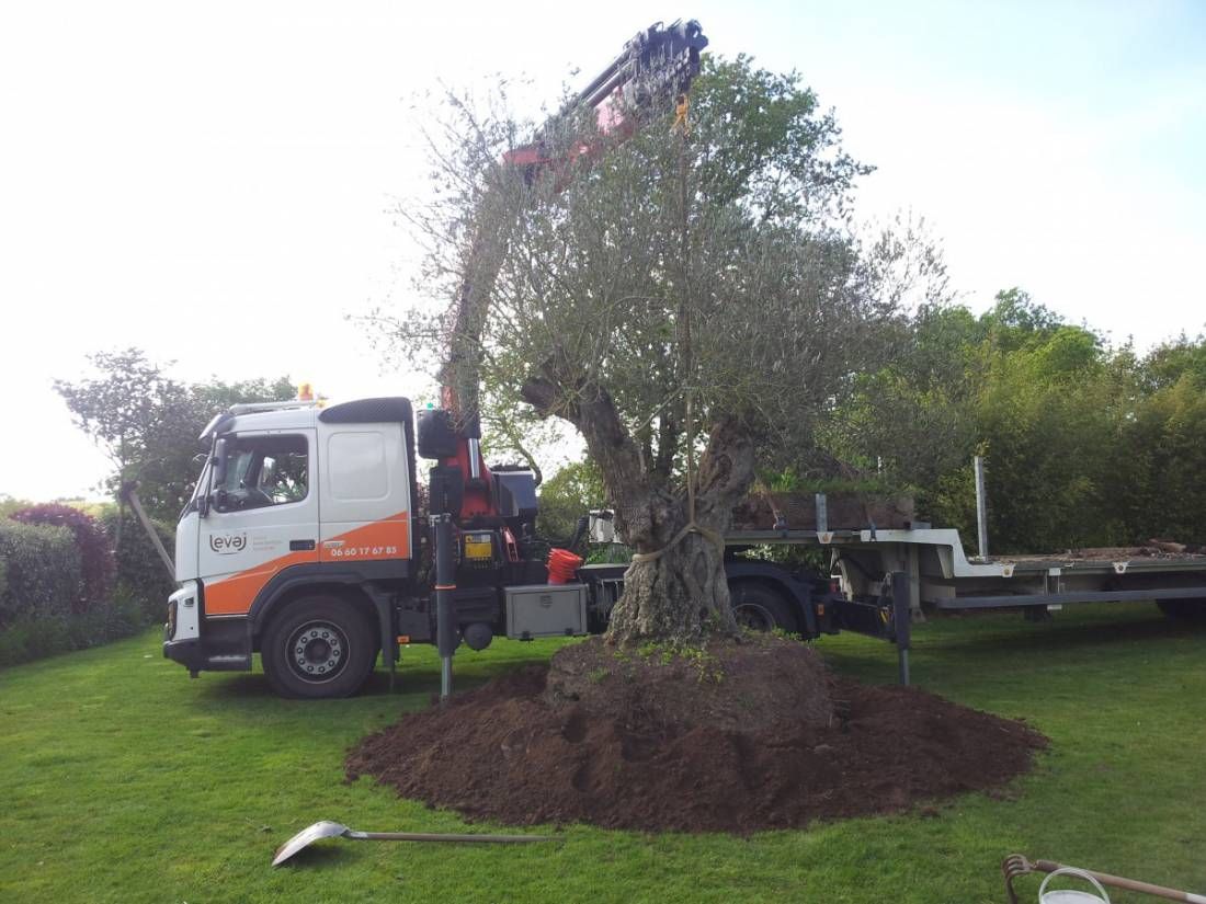 Plantation d'un arbre adulte à la grue