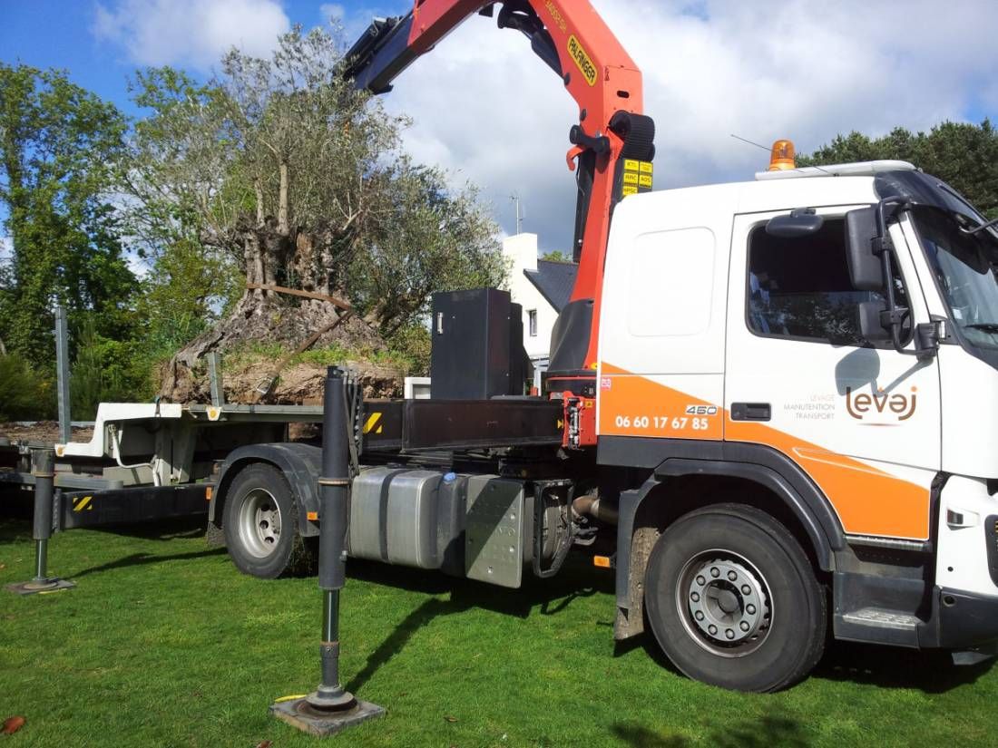 Mise en place d'un arbre dans un jardin